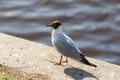 Portrait of a seagull Royalty Free Stock Photo
