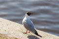 Seagull on the parpet by the river Royalty Free Stock Photo