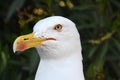 Portrait of a seagull waiting for feed