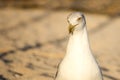 Portrait of a seagull Royalty Free Stock Photo