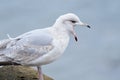 Squawking seagull Royalty Free Stock Photo