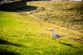 A portrait seagull standing on a grassland with San Remo bridge background Royalty Free Stock Photo