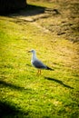 A portrait seagull standing on a grassland with San Remo bridge background Royalty Free Stock Photo