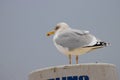 portrait of a seagull standing on a mast