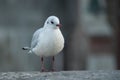 seagull standing on stone wall in border rhine in Basel Switzerland