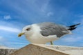 Portrait of a seagull waiting for feed