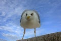 Portrait of a seagull waiting for feed