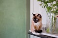 Seal point siamese cat on a table inside a room