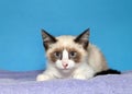 Portrait of a seal point siamese kitten on purple blanket with blue background Royalty Free Stock Photo