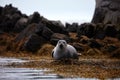 Portrait of a seal in the wild. Seal resting on rock off coast. seal watching