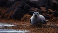 Portrait of a seal in the wild. Seal resting on rock off coast. seal watching