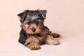 Portrait of a seated puppy Yorkshire Terrier