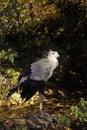 Portrait of the secretary bird. Royalty Free Stock Photo