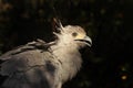 Portrait of the secretary bird. Royalty Free Stock Photo