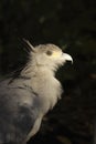 Portrait of the secretary bird. Royalty Free Stock Photo