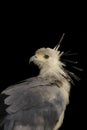 Portrait of the secretary bird. Royalty Free Stock Photo