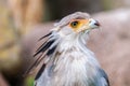 Portrait of a secretary bird Royalty Free Stock Photo