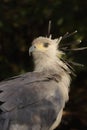 Portrait of the secretary bird. Royalty Free Stock Photo