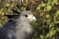 Portrait of the secretary bird. Royalty Free Stock Photo