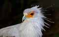 Portrait of a Secretary Bird of Prey Royalty Free Stock Photo