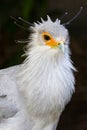 Portrait of a Secretary Bird of Prey Royalty Free Stock Photo