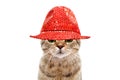 Portrait of a secretive cat in a red hat