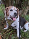 Portrait of a senior beagle