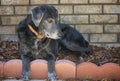 Portrait of a senior black labrador mix breed Royalty Free Stock Photo