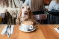 Portrait of a senior Cocker Spaniel dog sitting in caffe with a cup of cappuccino on the table