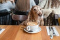 Portrait of a senior Cocker Spaniel dog sitting in caffe with a cup of cappuccino on the table