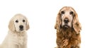 Portrait of a senior Cocker Spaniel dog and a young golden Retriever puppy Royalty Free Stock Photo
