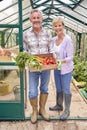 Portrait Of Senior Couple Holding Box Of Home Grown Vegetables In Greenhouse Royalty Free Stock Photo