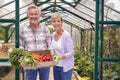 Portrait Of Senior Couple Holding Box Of Home Grown Vegetables In Greenhouse Royalty Free Stock Photo