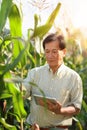 Portrait of senior farmer holding digital tablet checking the quality of his corn field during sunset Royalty Free Stock Photo