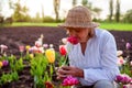 Portrait of senior gardener picking tulips flowers in spring garden. Retired woman smelling bloom. Gardening Royalty Free Stock Photo