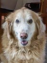 Senior golden retriever dog looking to camera