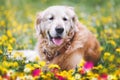 Portrait of senior Golden Retriever dog lying outside among wildflower