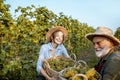 Senior man with young woman harvesting on the vineyard Royalty Free Stock Photo