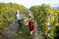 Senior man with young woman harvesting on the vineyard Royalty Free Stock Photo