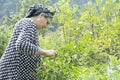 Portrait of a senior Muslim woman picking some of fresh pepper from garden