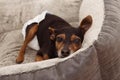 PORTRAIT SENIOR OLD DOG WITH CATARACT AND WEARING DIAPER RESTING INTERIOR ROOM Royalty Free Stock Photo