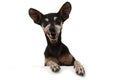 Portrait senior pinscher dog with paws over  blank sign. Isolated on white background Royalty Free Stock Photo