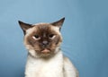 Portrait of a senior siamese cat Royalty Free Stock Photo