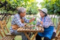 Portrait of senior winemaker holding in his hand a glass of new white wine. Smiling happy elderly couple enjoying a picnic