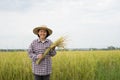 Portrait senior woman in checkered shirt wear hat holding sickle with cut rice in hand