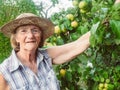 Portrait of a senior woman at her apple tree Royalty Free Stock Photo