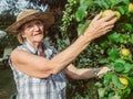 Portrait of a senior woman at her apple tree Royalty Free Stock Photo