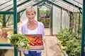 Portrait Of Senior Woman Holding Box Of Home Grown Vegetables In Greenhouse Royalty Free Stock Photo