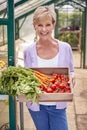 Portrait Of Senior Woman Holding Box Of Home Grown Vegetables In Greenhouse Royalty Free Stock Photo