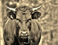 Portrait in sepia color of a limousin cow with horns